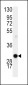 Cyclin D1 Antibody (S90)